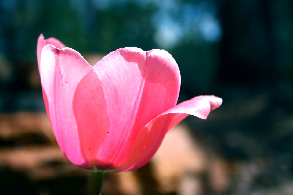 Tulip