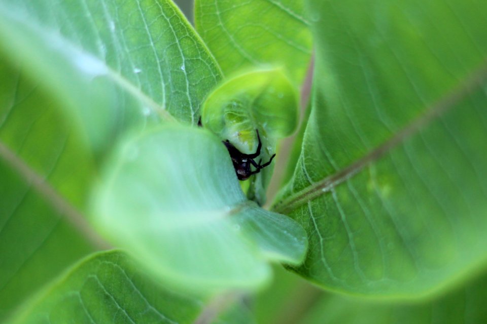 Spider on Common Milkweed