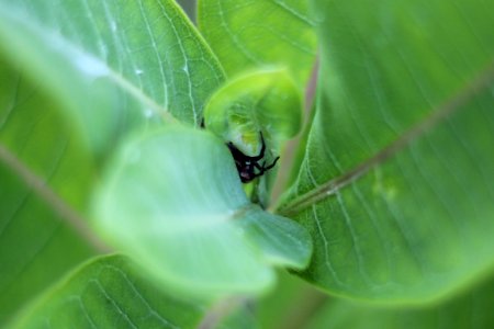 Spider on Common Milkweed photo
