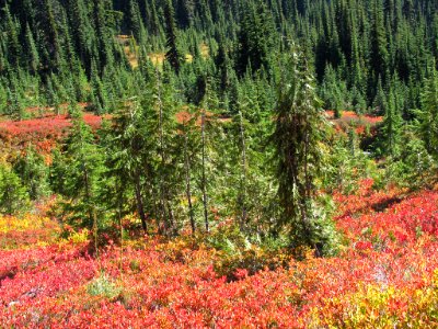 Autumn at Skyline Trail at Mt. Rainier NP in WA