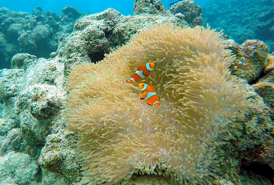 Clownfish in their anenome Diving in Ishigaki Japan