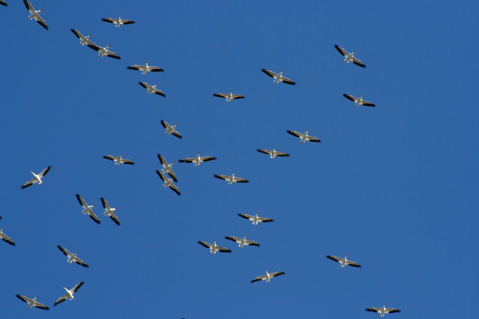 Pelicans Migrating
