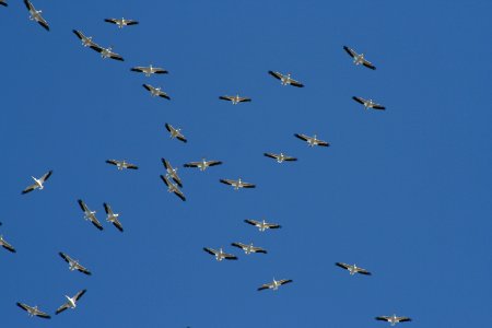 Pelicans Migrating