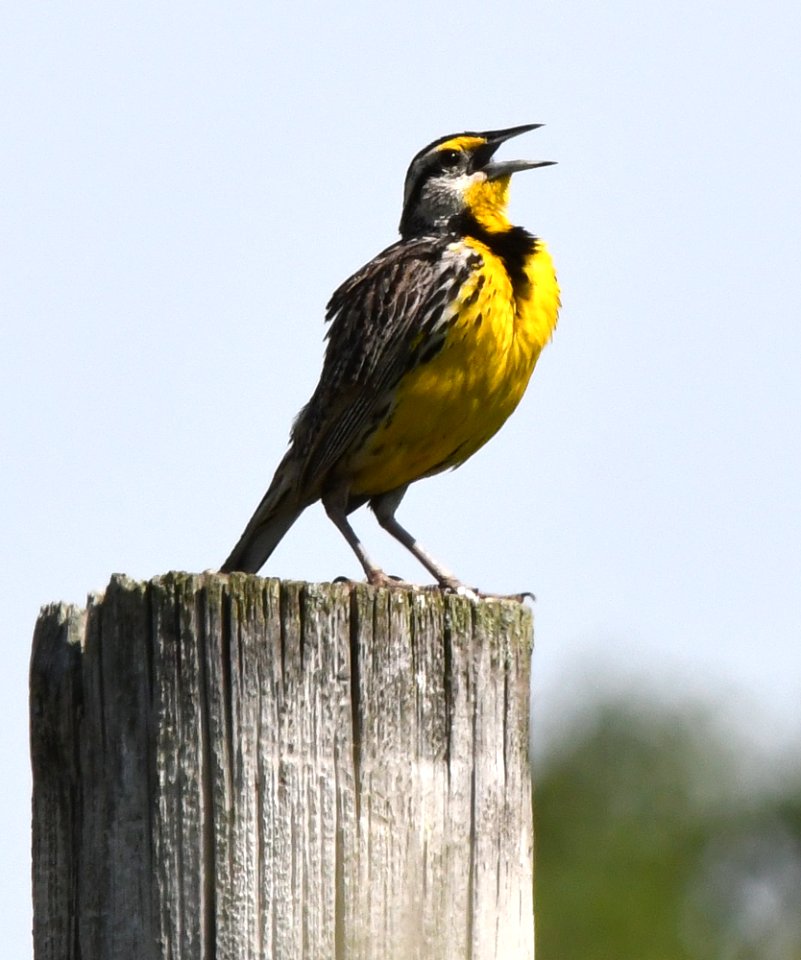 Eastern meadowlark