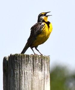 Eastern meadowlark photo