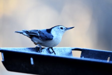White-breasted nuthatch visiting a feeder photo