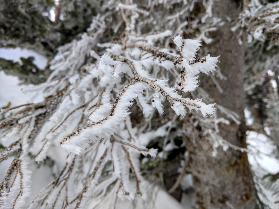 Frosty Branches