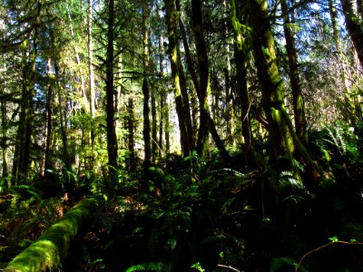Forest at God's Thumb Hike in OR