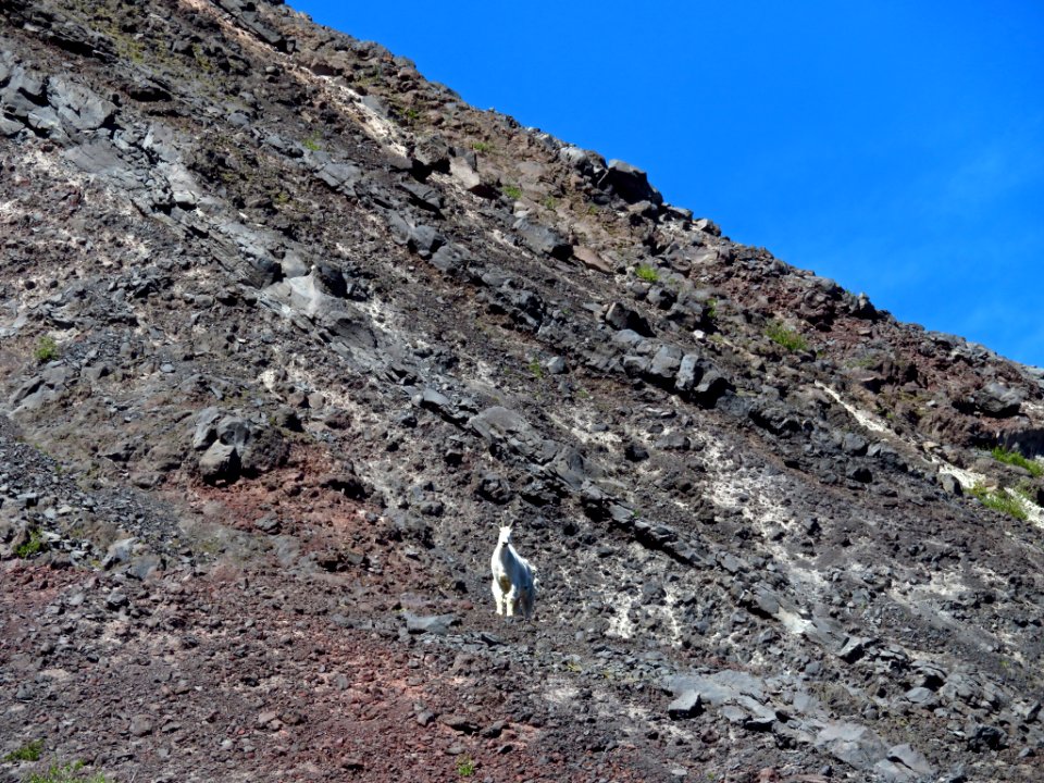 Mountain Goats at Mt. St. Helens NM in WA photo