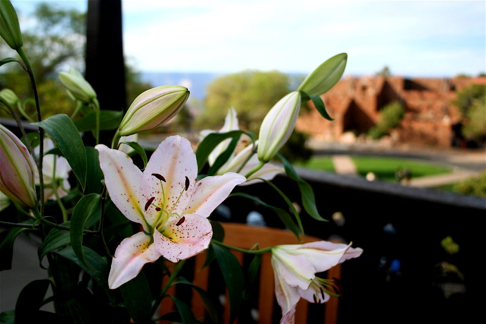 Lilies of the Canyon