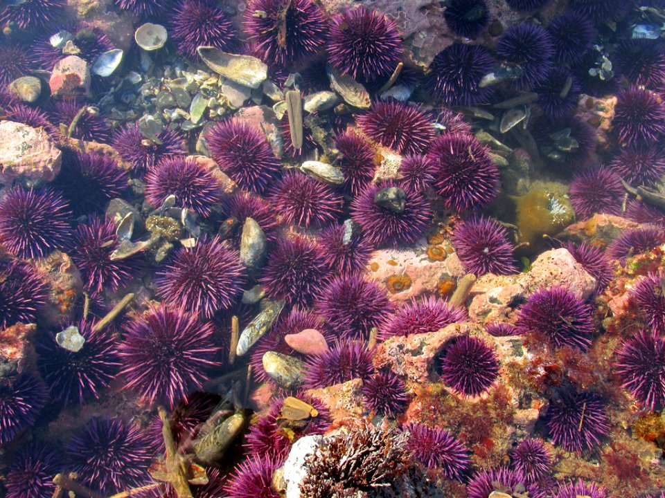 Tidal Pool at Yaquina Head in OR