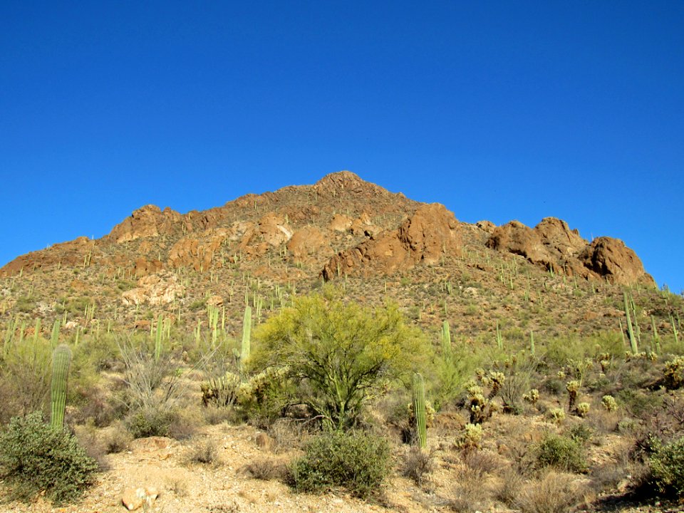 Saguaro NP in Arizona