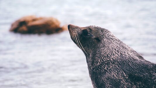 Wildlife mammal arctic