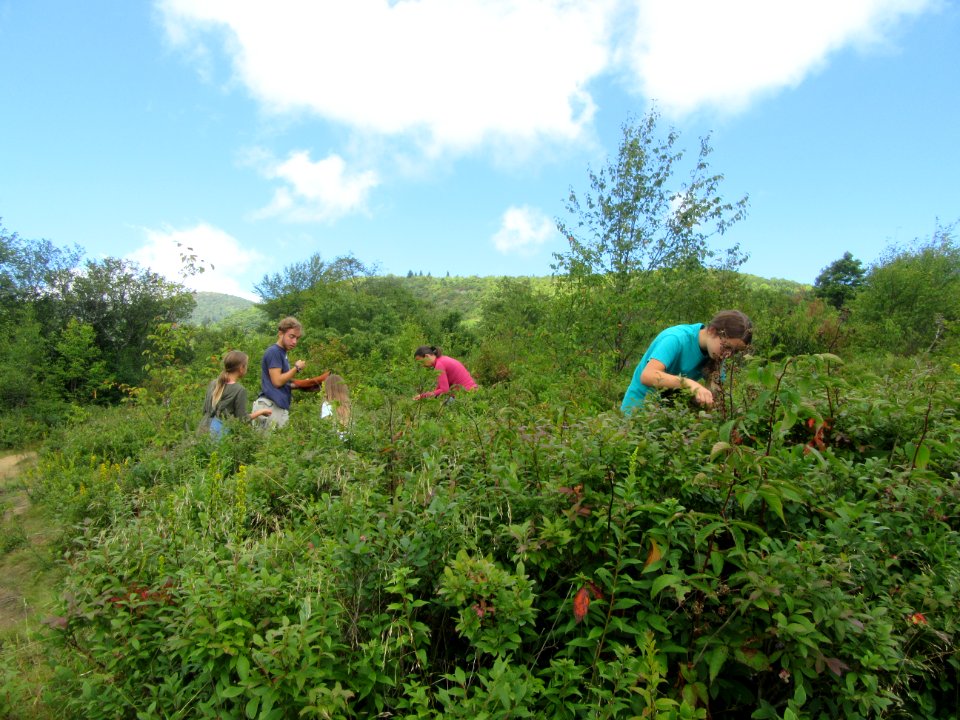 Wild Blueberry pickers Asheville TN