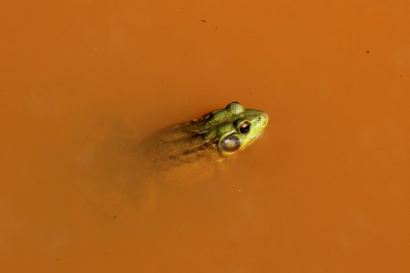 Green frog photo