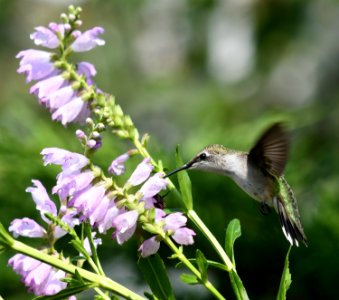 Ruby-throated hummingbird feeding from an obedient plant