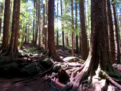 Ramona Falls Hike at Mt. Hood Wilderness in Oregon