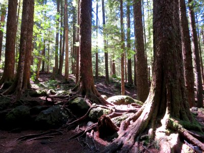 Ramona Falls Hike at Mt. Hood Wilderness in Oregon photo