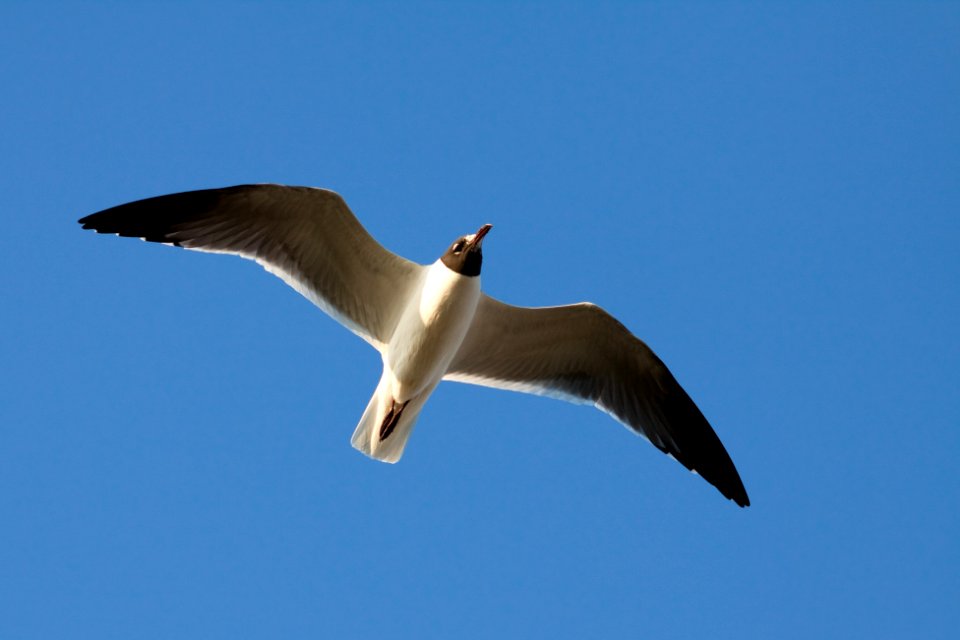 Laughing Gull