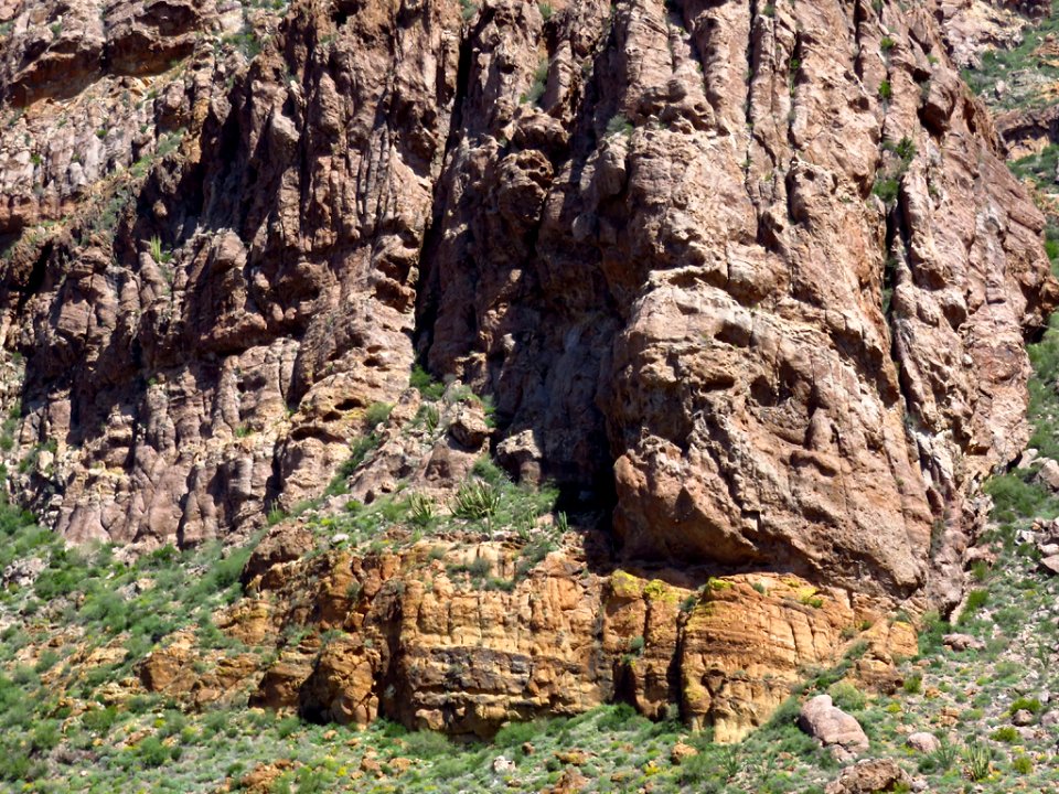 Organ Pipe Cactus NM in AZ