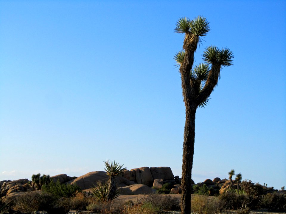 Joshua Tree NP in CA