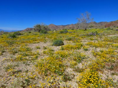Cottonwood Spring with Wildflowers at Joshua Tree NP in CA