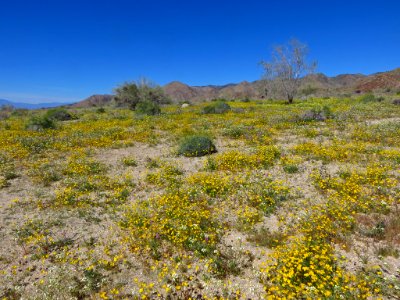 Cottonwood Spring with Wildflowers at Joshua Tree NP in CA photo