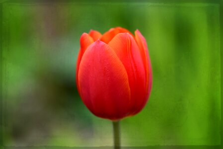 Blossom bloom spring flower