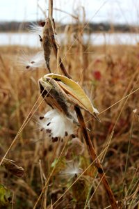 Common Milkweed Seeds