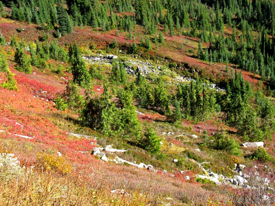 Autumn at Skyline Trail at Mt. Rainier NP in WA