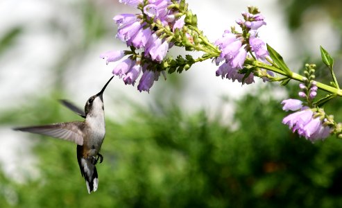 Ruby-throated hummingbird feeding from an obedient plant