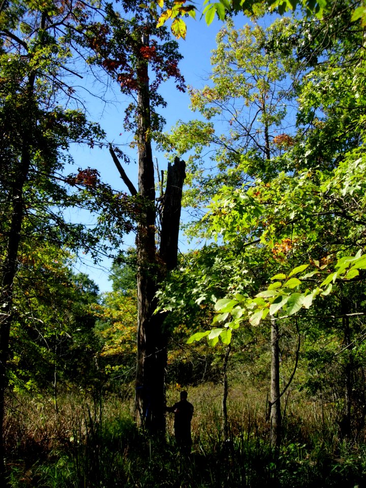 Indiana Bat Roost Tree