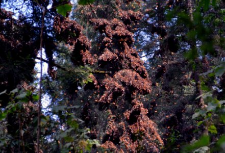 Monarchs in Mexico
