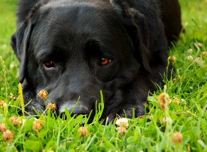 Dog portrait labrador