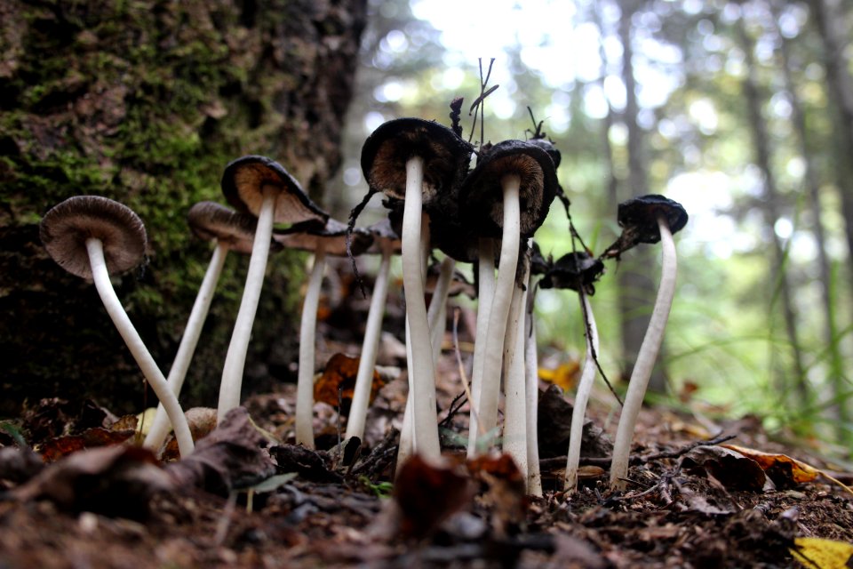 Fall Fungi