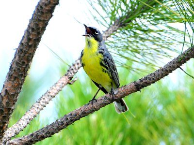 Kirtlands warbler
