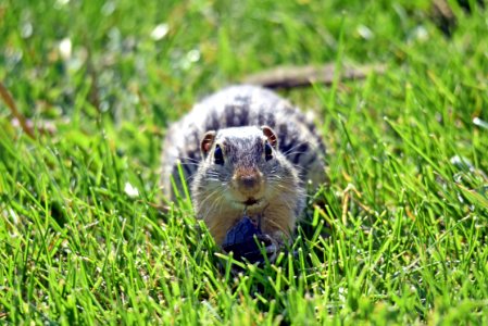 Thirteen-lined ground squirrel photo