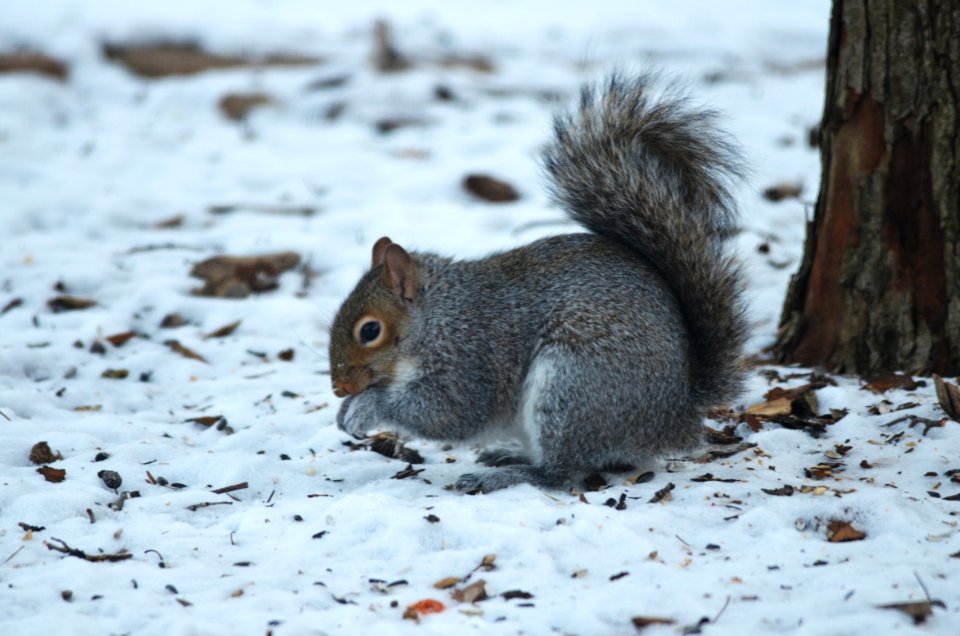 Gray Squirrel