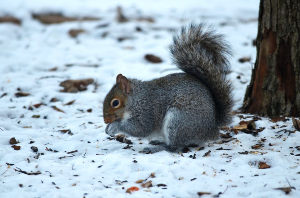 Gray Squirrel photo