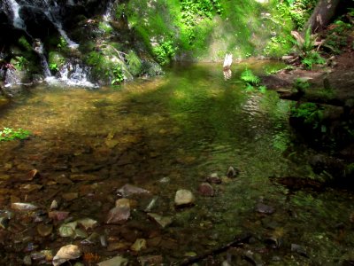 Jedediah Smith Redwoods SP in California