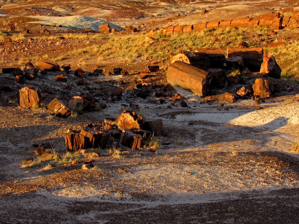 Crystal Forest at Petrified Forest NP in Arizona