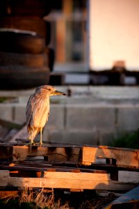 Juvenile Black-crowned Night Heron photo