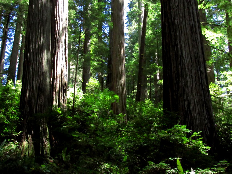 Jedediah Smith Redwoods SP in California