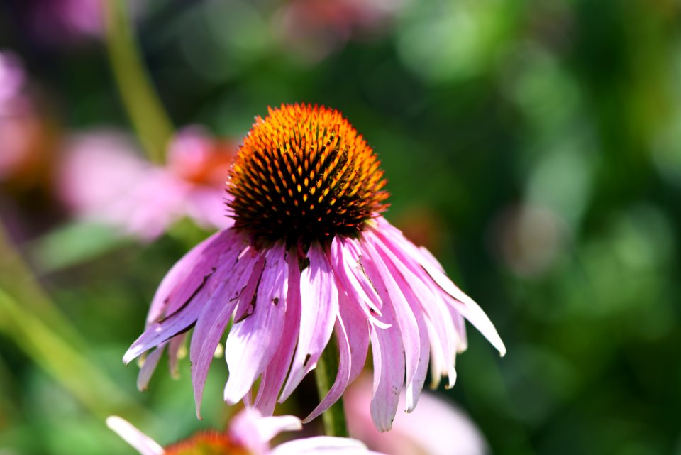 Purple Coneflower photo