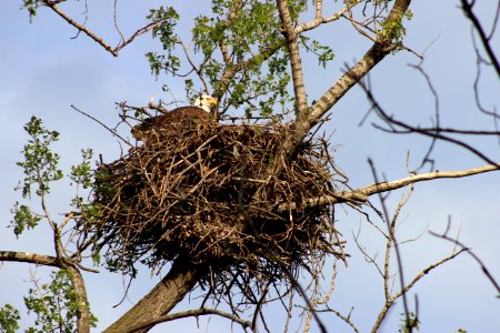 Bald Eagle Nesting photo