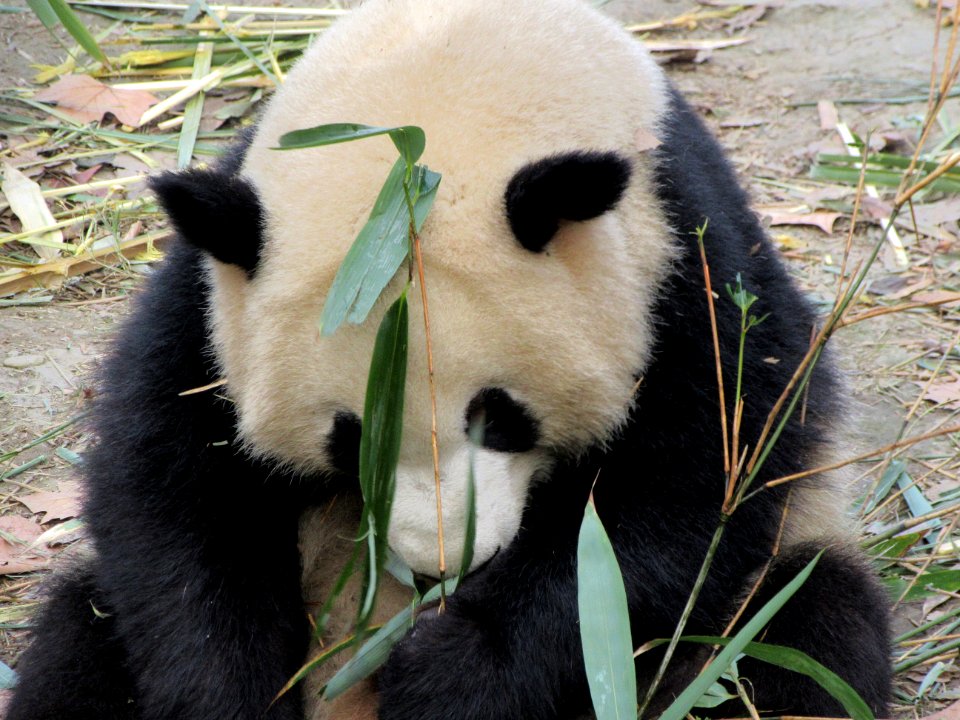 Panda looking a little sad Giant Panda Breeding Center Chengdu China