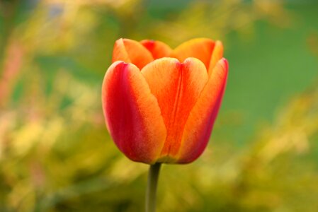 Bloom orange red schnittblume photo