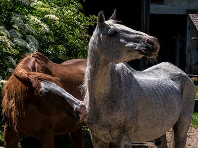Horses coupling for two