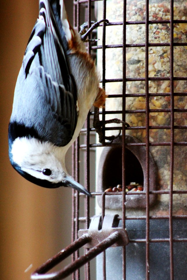 White-breasted Nuthatch