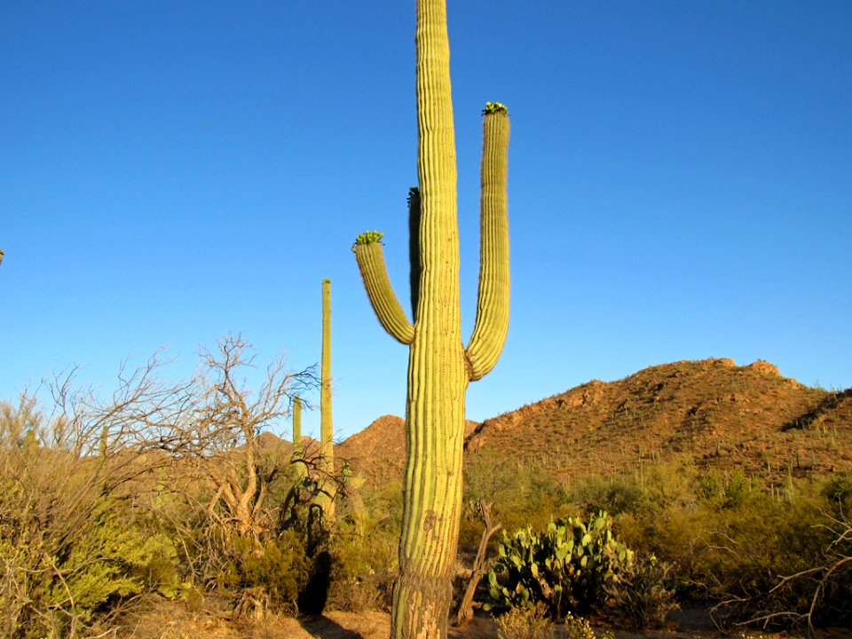 Saguaro NP in Arizona